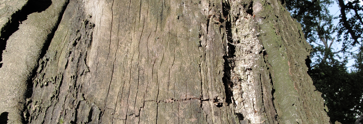 Decay and fracture in tree stem